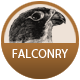 Falconry badge