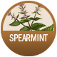 Green Tea With Spearmint badge