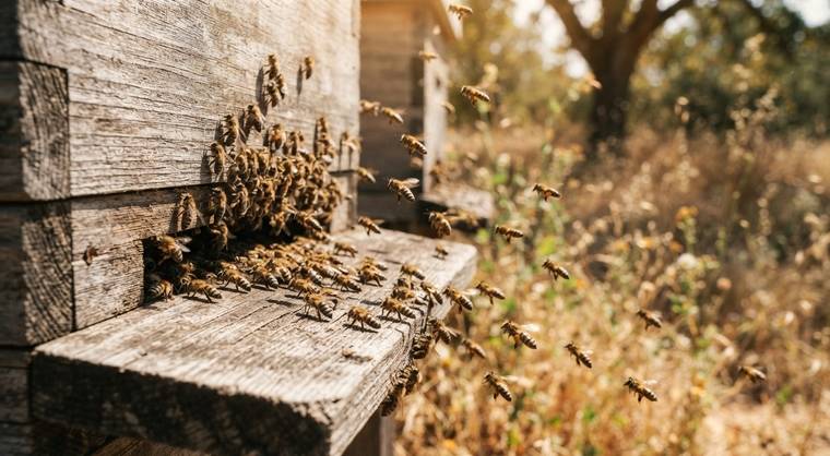 Honey bees fan at the entrance of a wooden hive during intense summer heat.