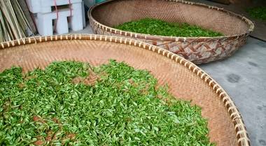 tea photo