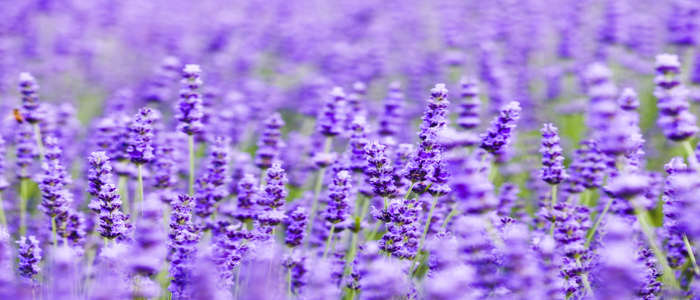 relaxing chamomile with lavender Tea