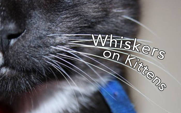 EireneDay — Whiskers on Kittens