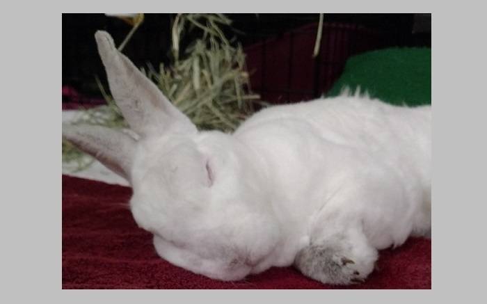 Rabbit - We are sleepy bunnies