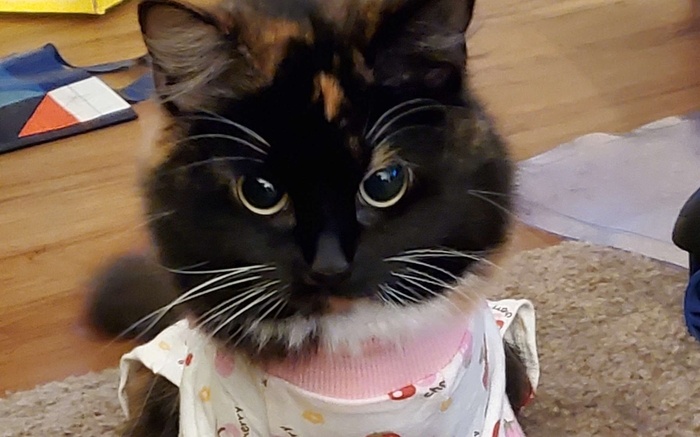 The Cat's Pajamas Tea