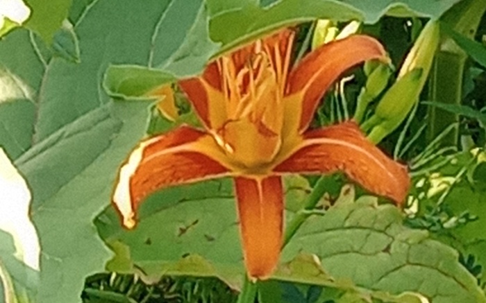 label