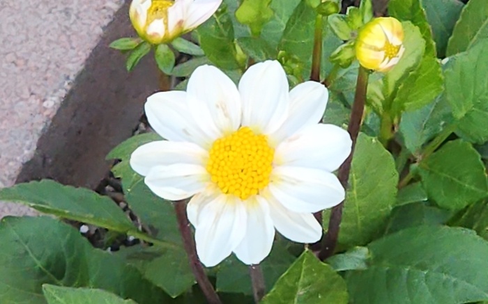 label