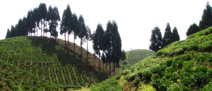 Uncle Si's Tea Tea