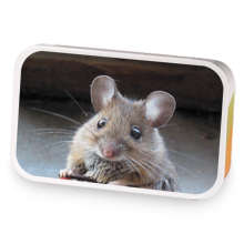 Mousey treats sample blend