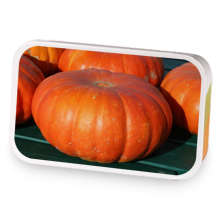 Ginger Pumpkin Cream sample blend