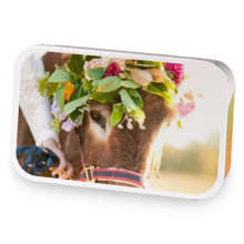Spring Donkey sample blend