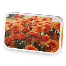 Mom's Medicine sample blend