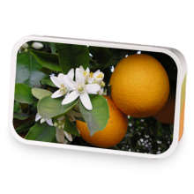 Orange Lavender sample blend