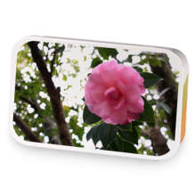 Mango green tea is back sample blend