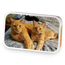 Oolong Adventure sample blend