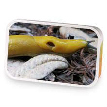 Rez Drinks Tea: Lemon Floral sample blend