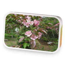 Ballerina Slimming Tea sample blend