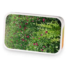 Moroccan Mint with Citrus sample blend