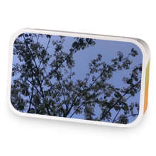 White Girl Fall Rooibos sample blend