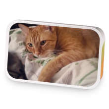 Sleepy KitTea sample blend