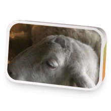 Jesse the sheep is not a puppy sample blend