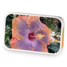 Hibiscus Black sample blend