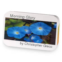 Morning Glory sample blend