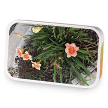 Spring Day sample blend