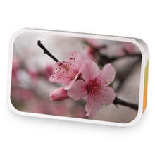Spring Cherry Blossom sample blend