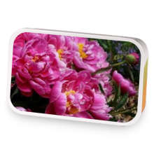 Eternal Spring and Peony Tea sample blend