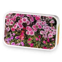 Peach Berry Passion sample blend