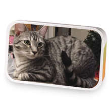 Kitten Cabana sample blend