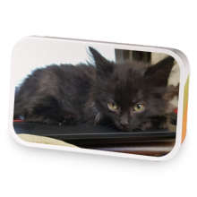 Foster Kitten sample blend