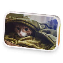 Cozy Cat Apple Harvest  sample blend