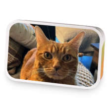 Raspberry Almond Cream sample blend