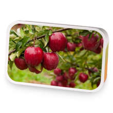 Washington Apple  sample blend