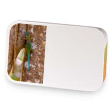 dragon fruit lemonade  sample blend