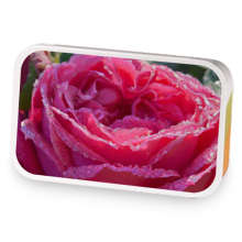 Rose Meadow Morning sample blend