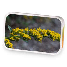 Garden Walk sample blend