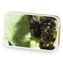 Berries and Cream sample blend