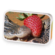 Strawberry Alligator kiss sample blend
