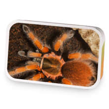 Atomic Ember sample blend