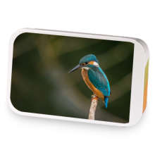 Kingfisher sample blend