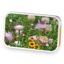 Nebraska Prairie Wildflowers  sample blend