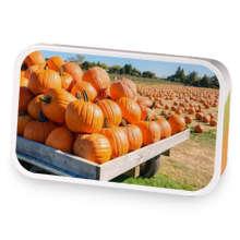 New Hampshire Pumpkin Patch  sample blend