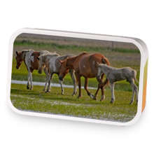 Wild Sweet Cinnamon Horses sample blend