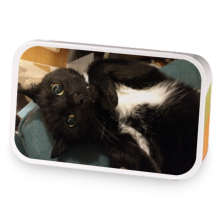 Spicy Rose Cat sample blend