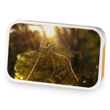 Moldavite Magicks 12 sample blend