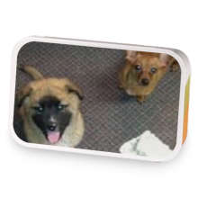 Blackberry pomegranate  sample blend