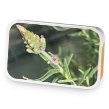 Antihistamine summer blend sample blend