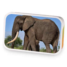 African Elephant sample blend